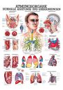 anat. Lehrtafel: Die Atmungsorgane 70 x 100 cm