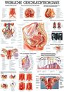 anat. Lehrtafel: Weibl.Geschlechtsorgane 70 x 100 cm