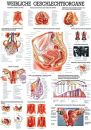 anat. Lehrtafel: Weibl.Geschlechtsorgane 70 x 100 cm