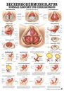 anat. Lehrtafel: Beckenbodenmuskulatur 70 x 100 cm