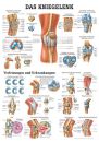 anat. Lehrtafel: Das Kniegelenk 70 x 100 cm