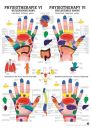 anat. Poster: Physiotherapie Reflexzonen Hand