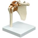 Schultergelenk auf Stativ 0