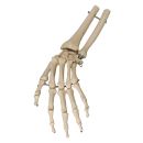 Handskelett mit Unterarmansatz 0
