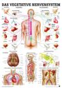 anat. Lehrtafel: Das vegetative Nervensystem 70 x 100 cm