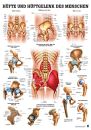 anat. Lehrtafel: Hüfte & Hüftgelenk 70 x 100 cm