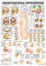 anat. Lehrtafel: Craniosacrale Osteopathie 70 x 100 cm