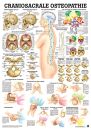 anat. Lehrtafel: Craniosacrale Osteopathie 70 x 100 cm